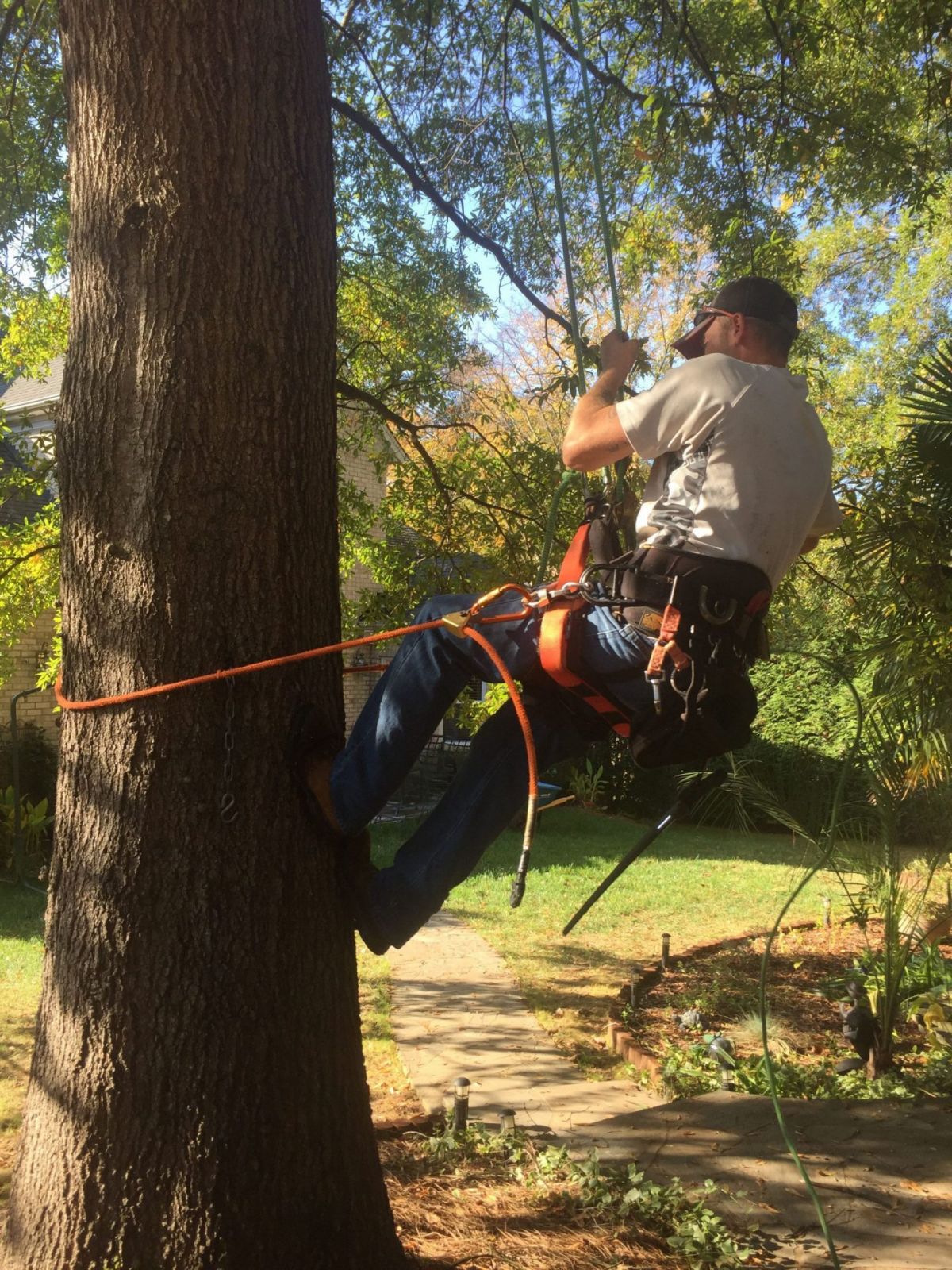 How Tree Climbing Works