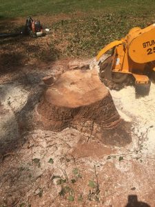 Stump Removal: Do It Yourself - HGTV