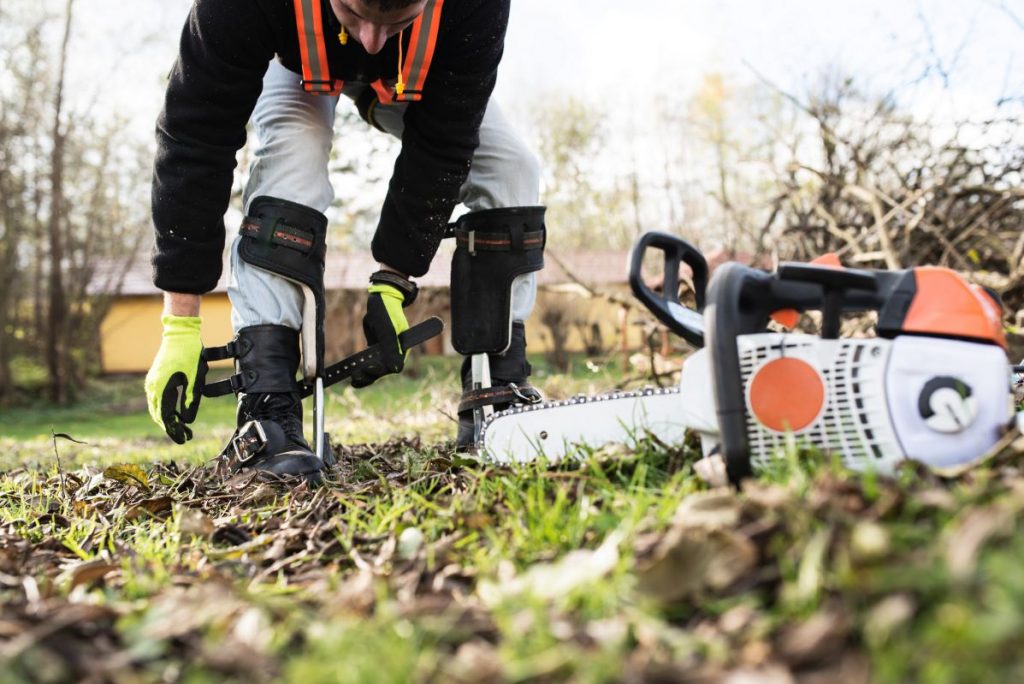 Tree Removal Service In Charlotte NC With Tree Works NC